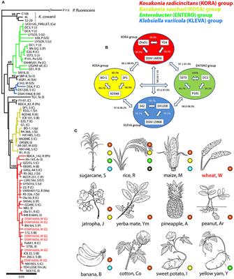 Comparative Genomics Reveal a Flagellar System, a Type VI Secretion System and Plant Growth-Promoting Gene Clusters Unique to the Endophytic Bacterium Kosakonia radicincitans